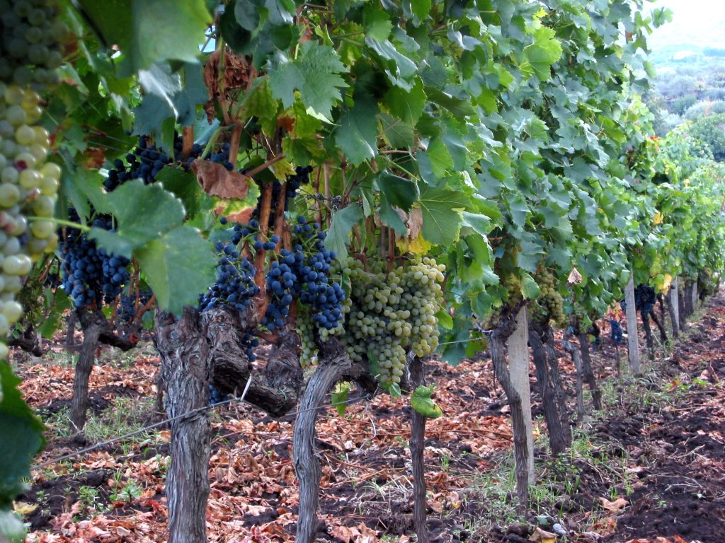 Vigneto a Passopisciaro sul versante etneo