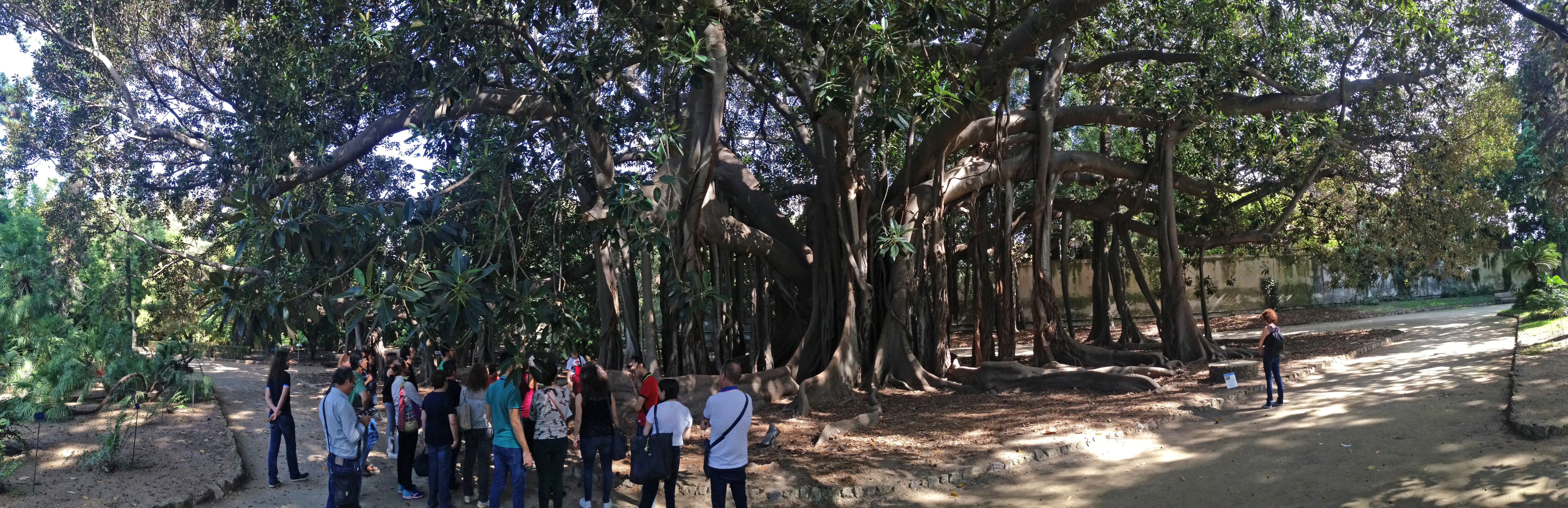 Ficus macrophylla all’Orto Botanico di Palermo