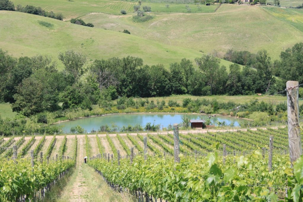 Vigneto a Montepulciano in Toscana