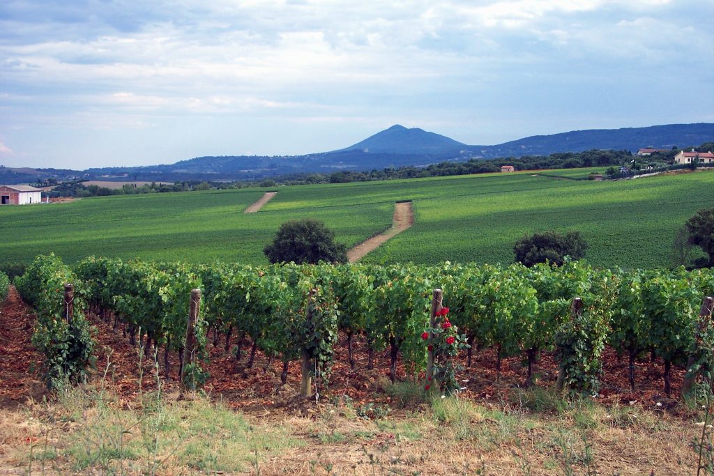 Vigneti in Val d’Orcia e Monte Amiata in Toscana