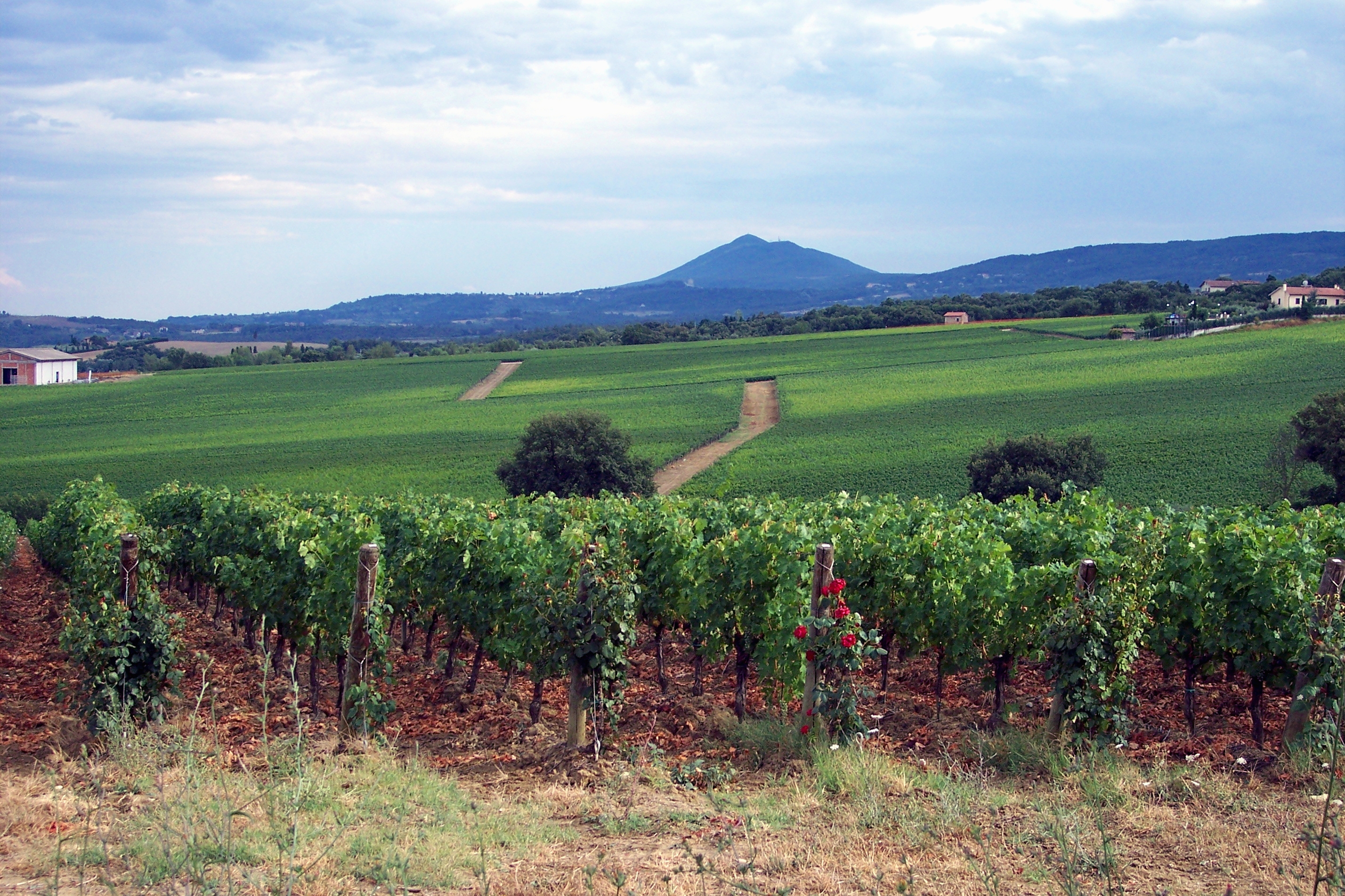 Vigneti in Val d’Orcia con il Monte Amiata sullo sfondo