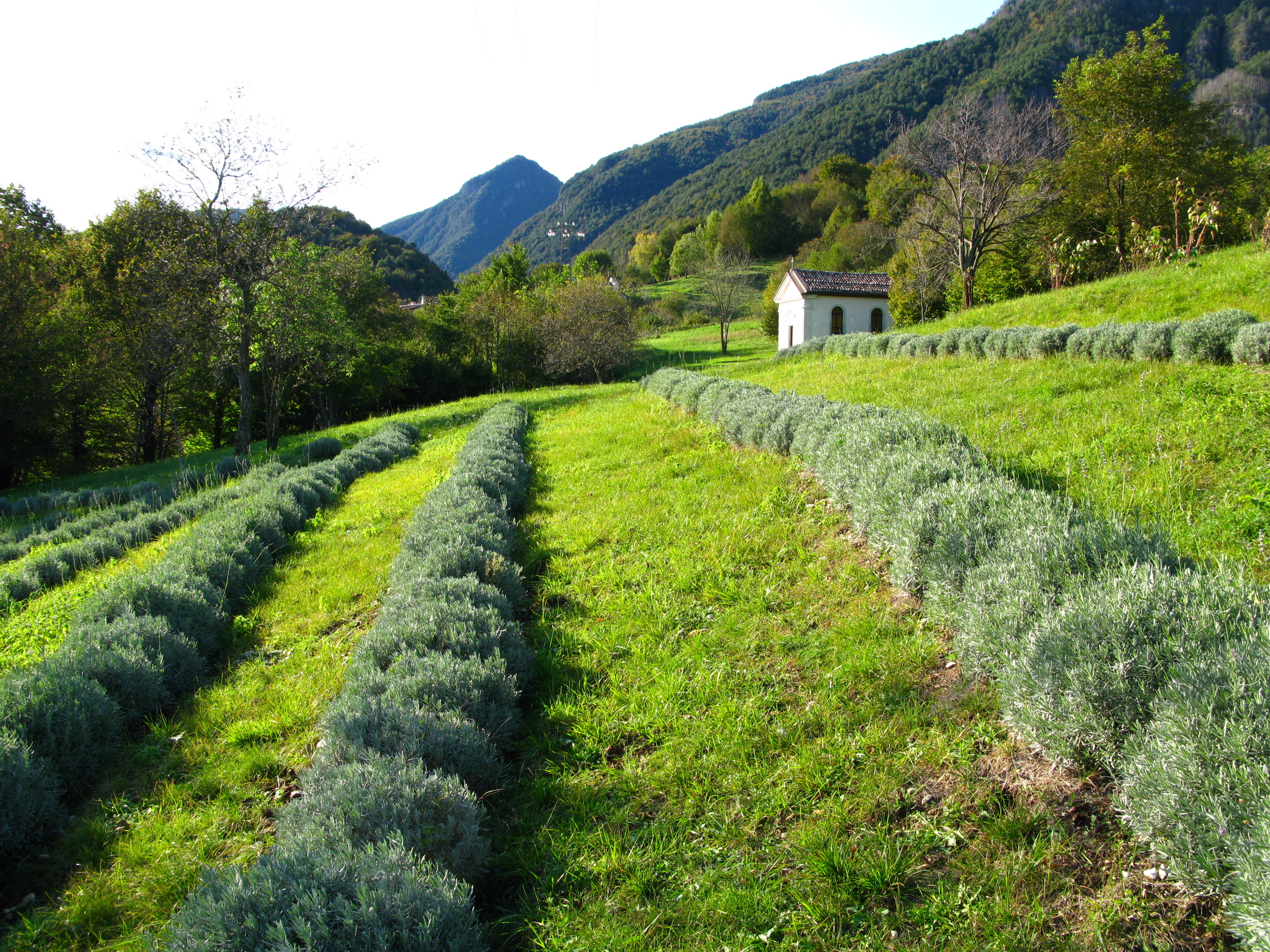 Coltivazione di lavanda vicino alla chiesa di Stavoli
