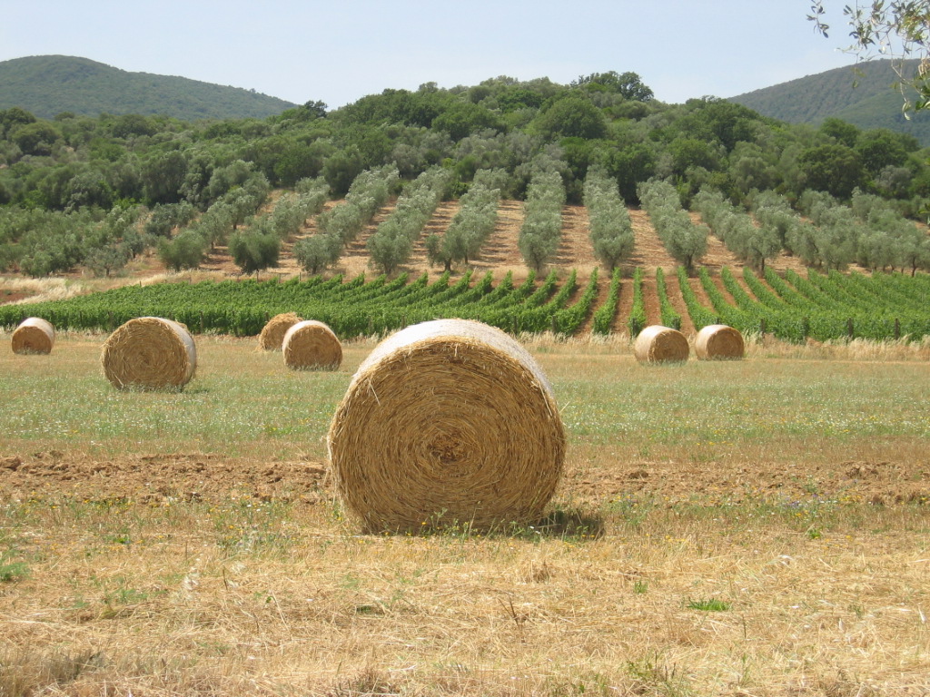 Campi ad Alberese nel Parco della Maremma