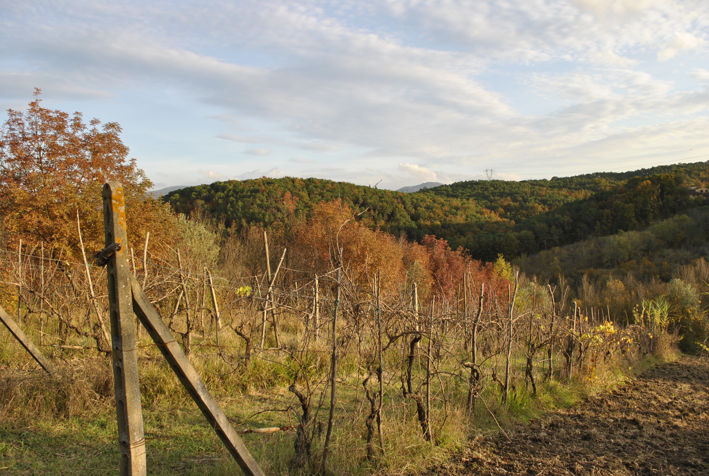 Vigna a Impruneta nel Chianti fiorentino