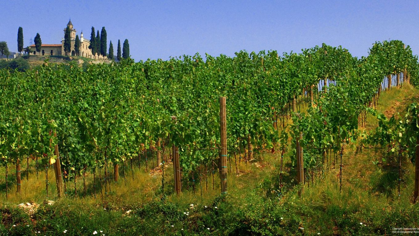 Vigneto in Franciacorta con la Santissima di Gussago