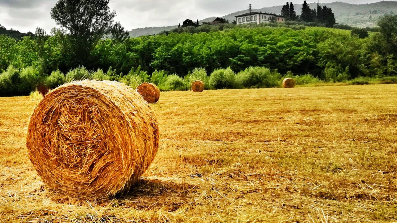 Campagna della Valdisieve vicino a Rufina