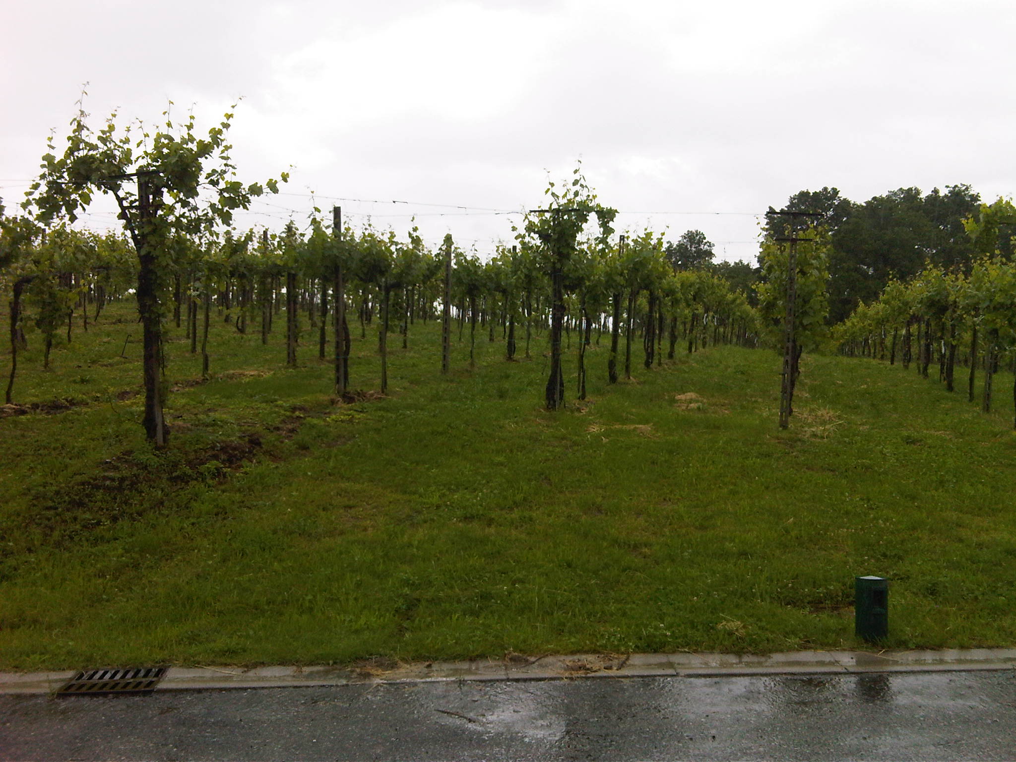 Vigneto a Erbusco in Franciacorta
